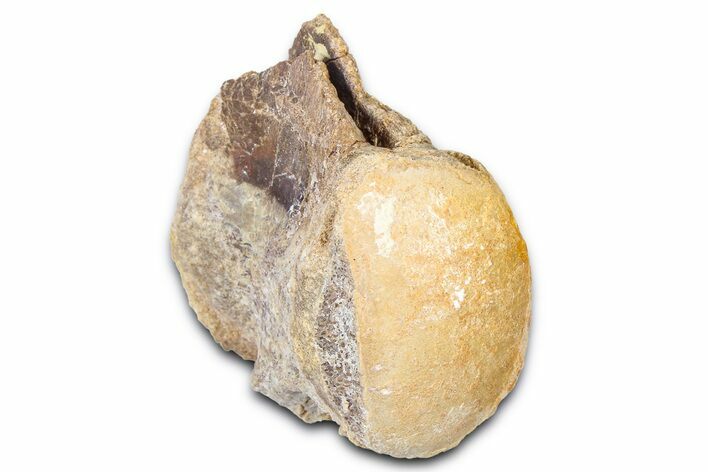 Fossil Mosasaur (Platecarpus) Vertebra - Kansas #382058